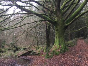 forêt, écologie, demain