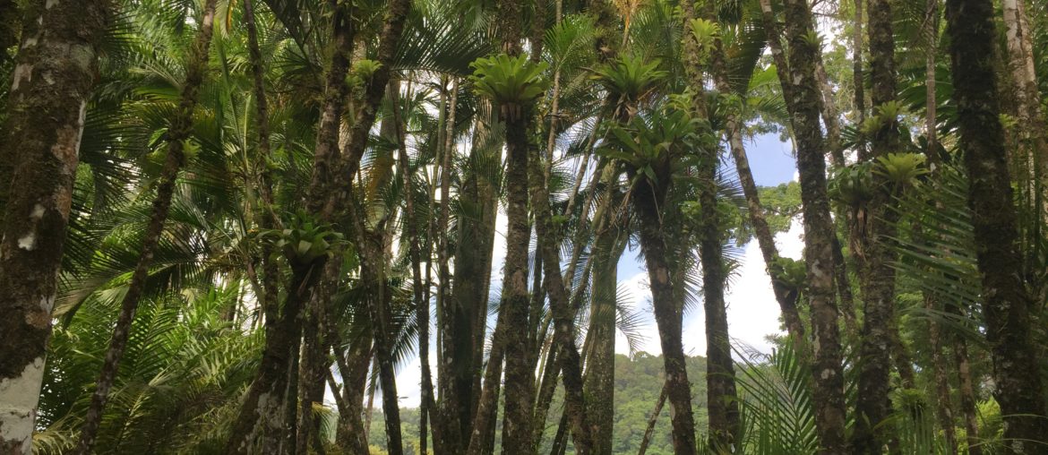 J’ai une mauvaise nouvelle pour la planète huile de palme, palmiers