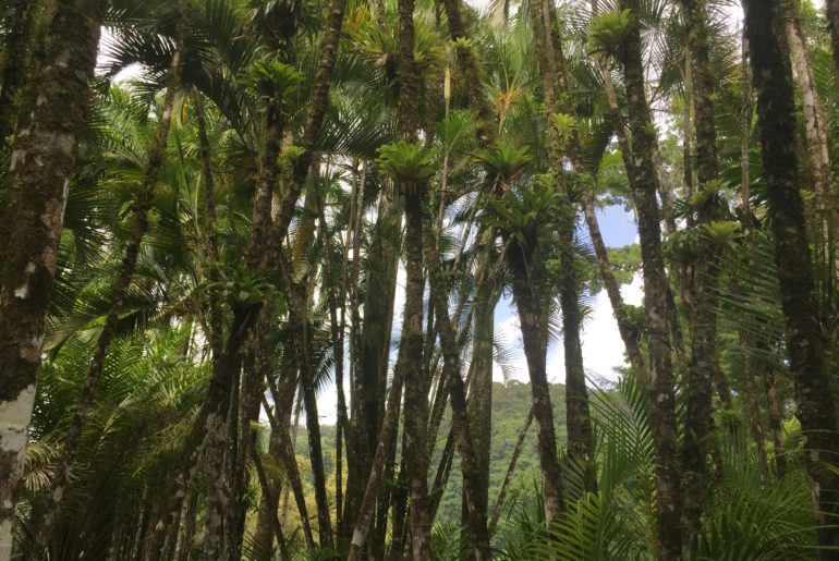 J’ai une mauvaise nouvelle pour la planète huile de palme, palmiers