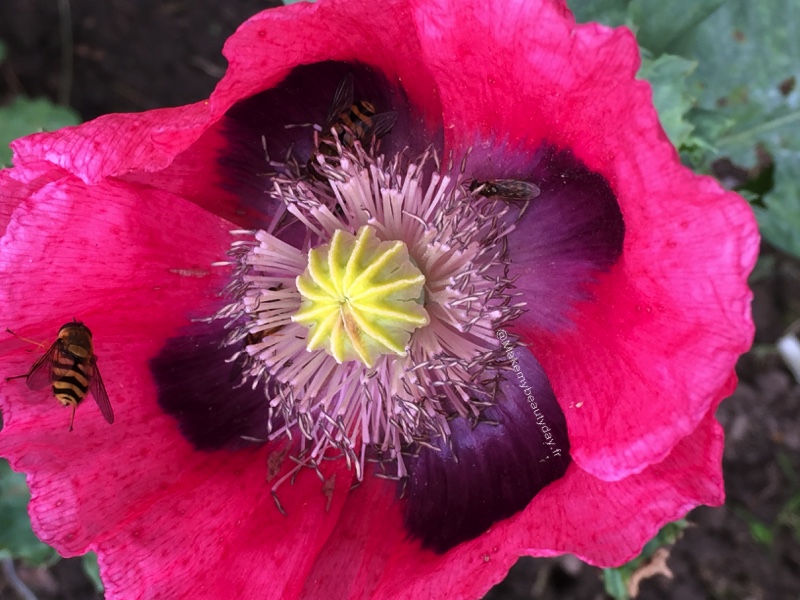 fleurs rose avec une abeille