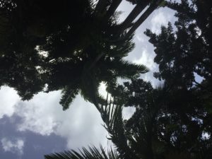 palmiers, huile de palme