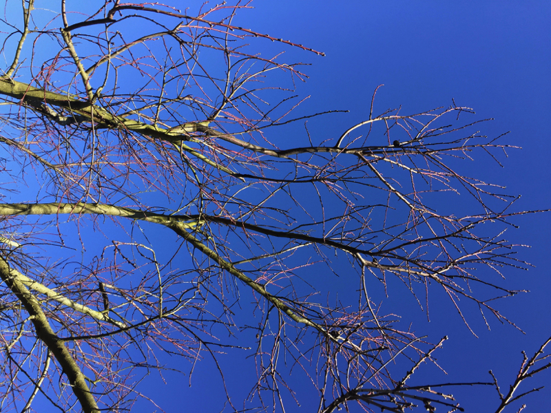 nature, printemps, arbres, écologie